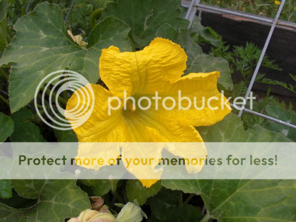 mystery squash blossom photo summerpics045.jpg
